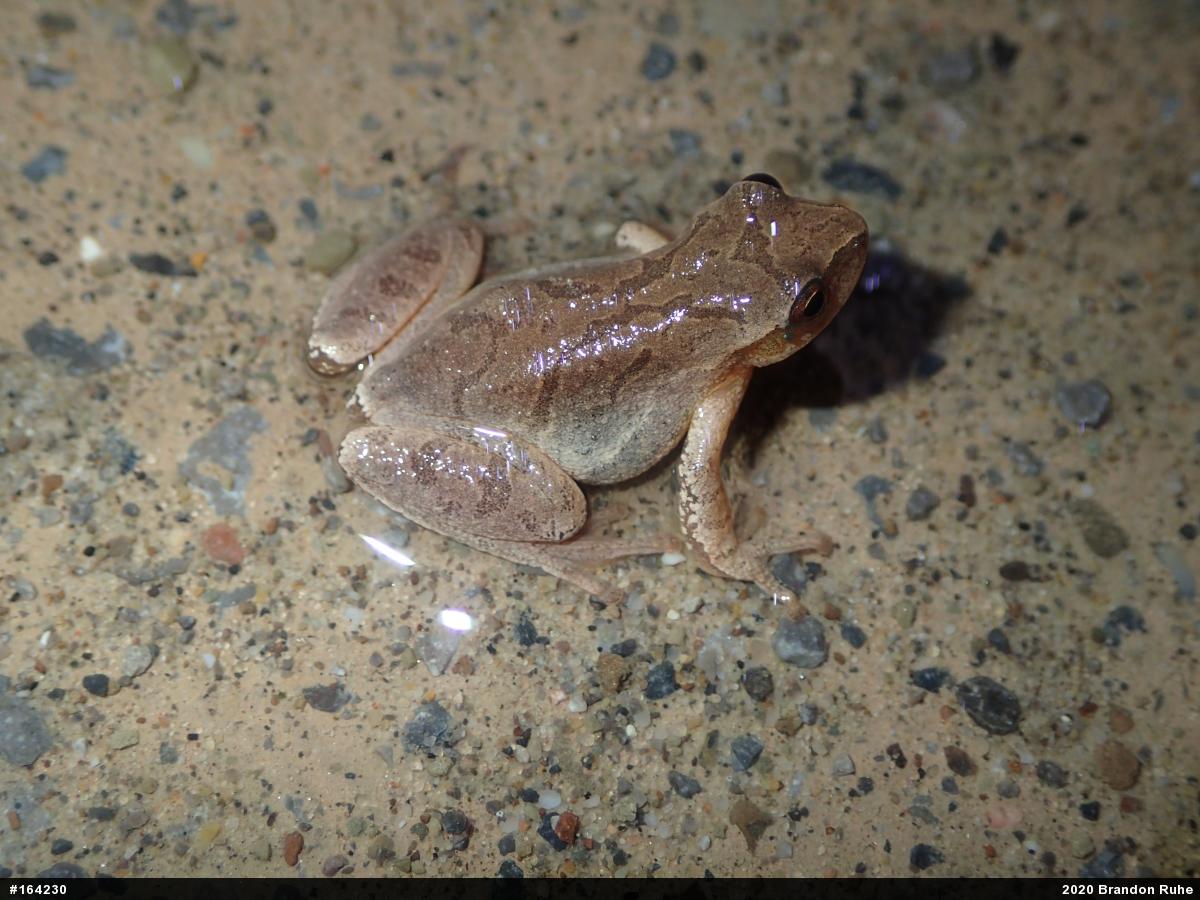 Spring Peeper