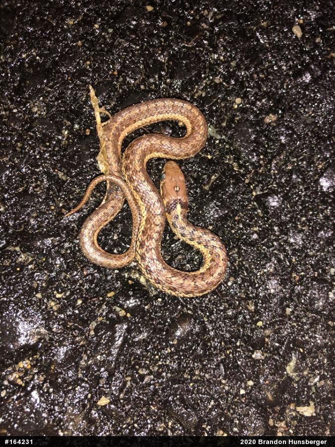 Eastern Gartersnake