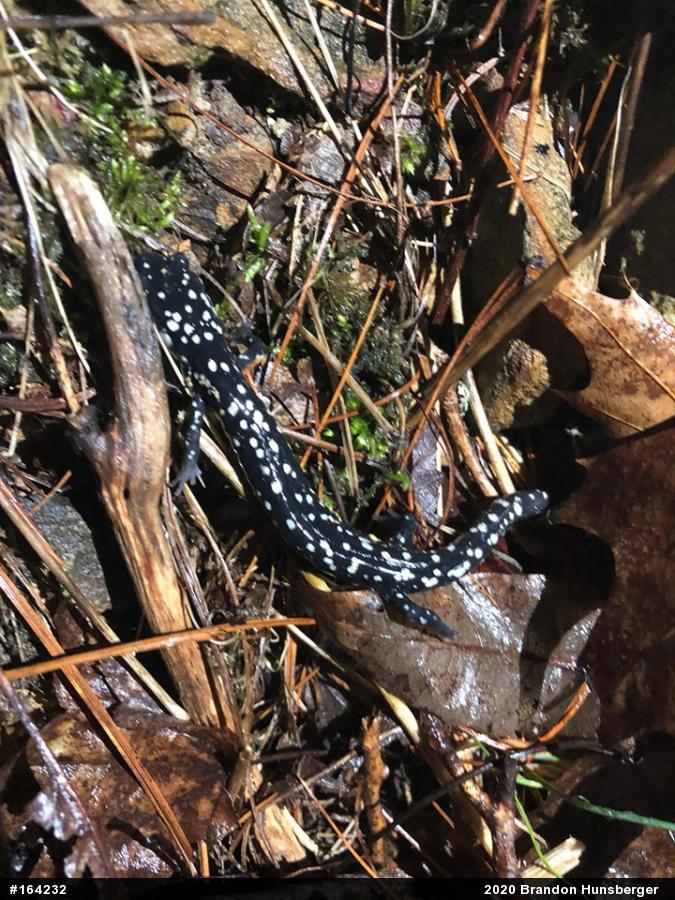 Northern Slimy Salamander