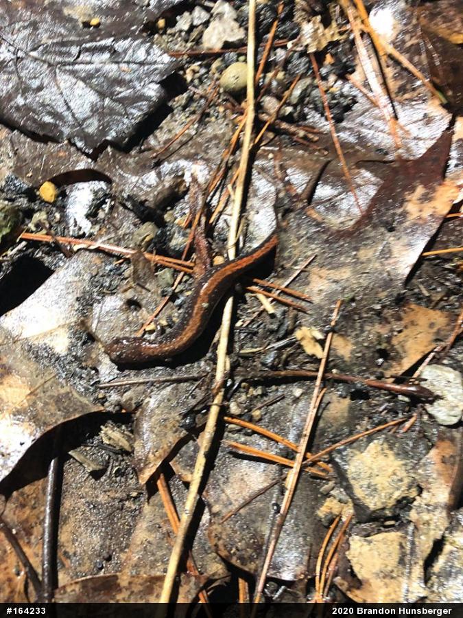 Eastern Red-backed  Salamander