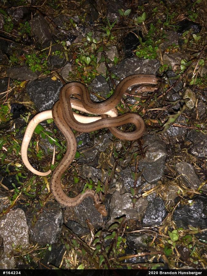 Dekay's Brownsnake