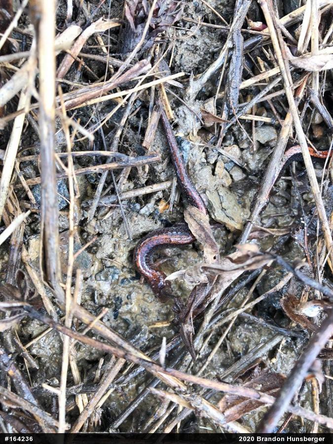 Eastern Red-backed  Salamander