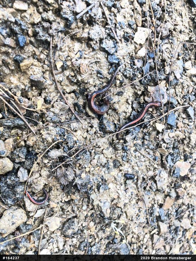 Eastern Red-backed  Salamander