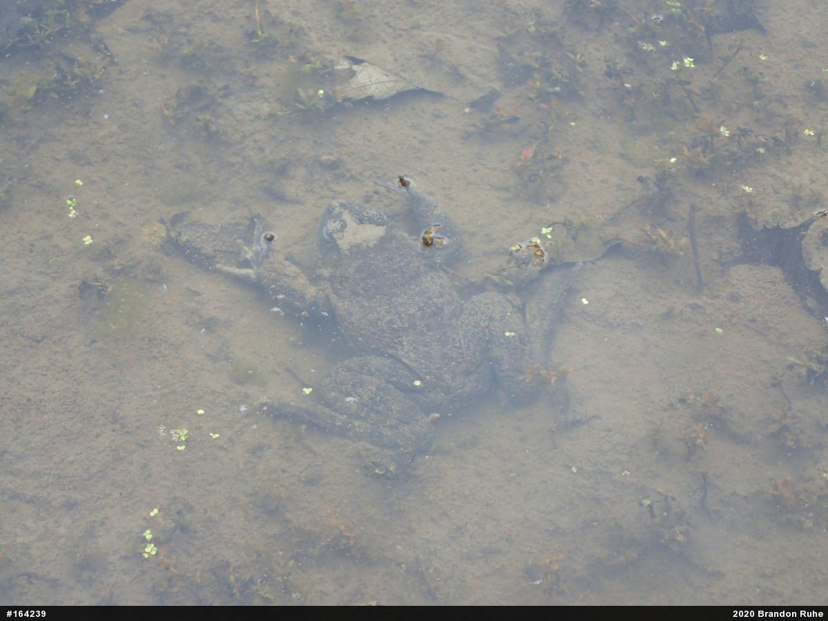 American Bullfrog