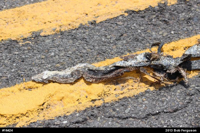 Eastern Ratsnake