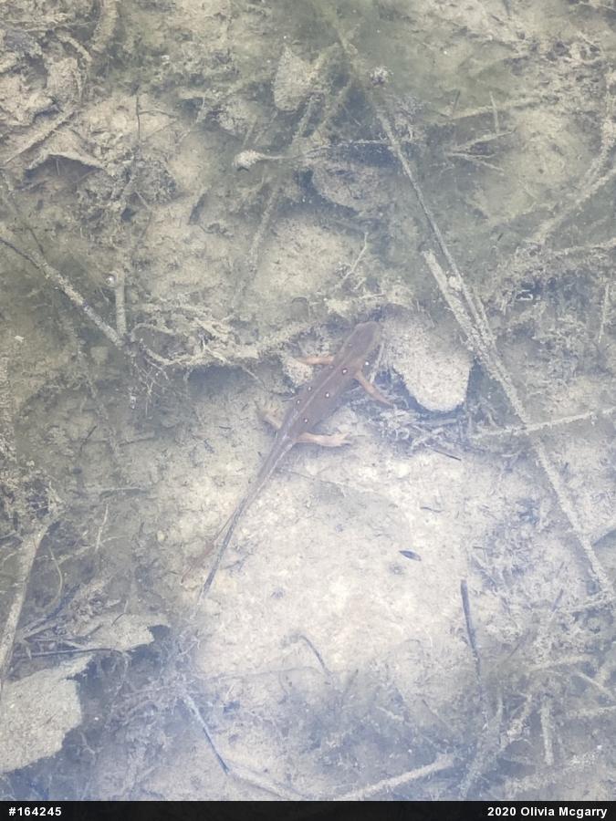Red-spotted Newt