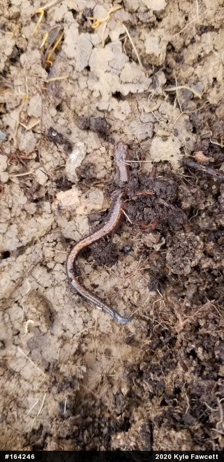 Eastern Red-backed  Salamander