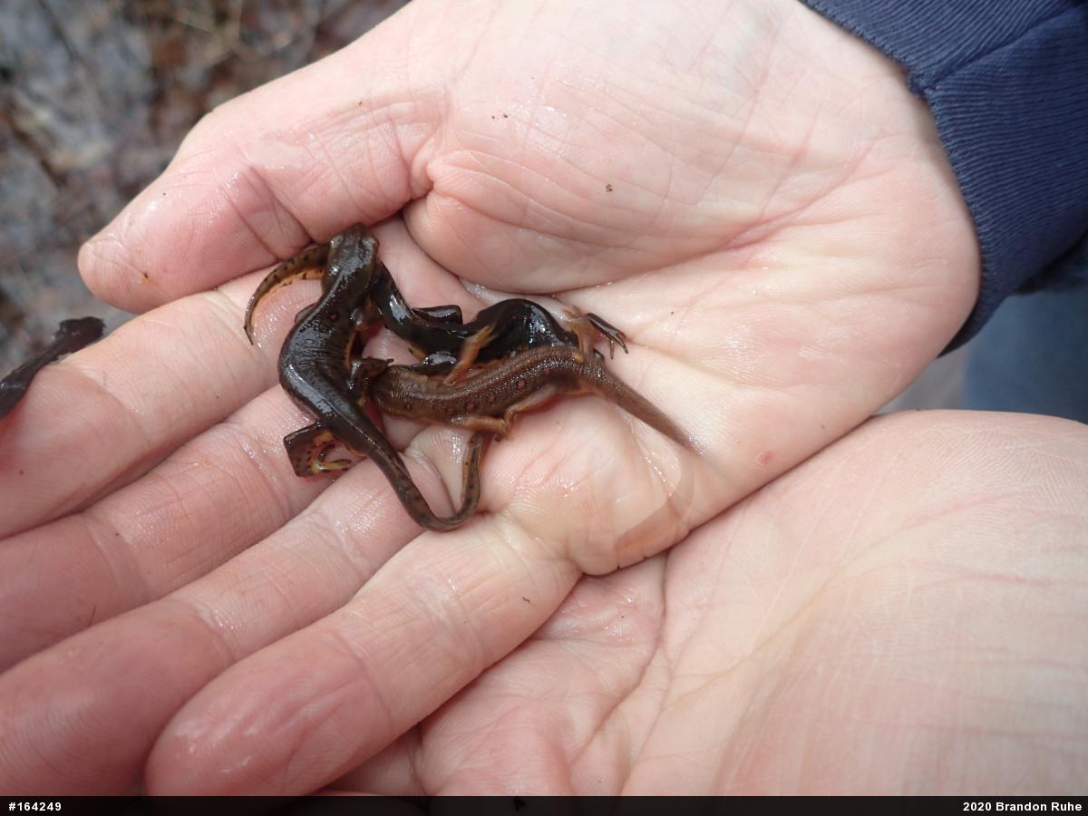 Red-spotted Newt