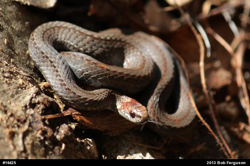 Red-bellied Snake