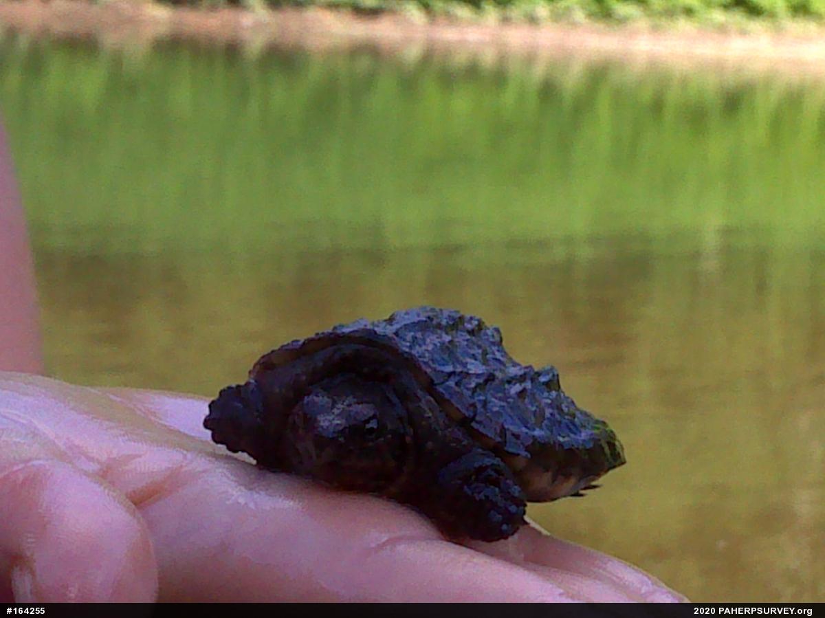 Snapping Turtle