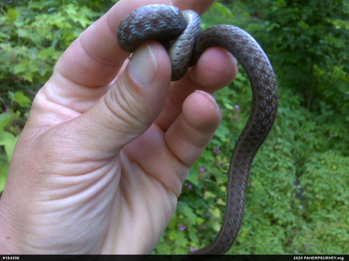 Eastern Gartersnake