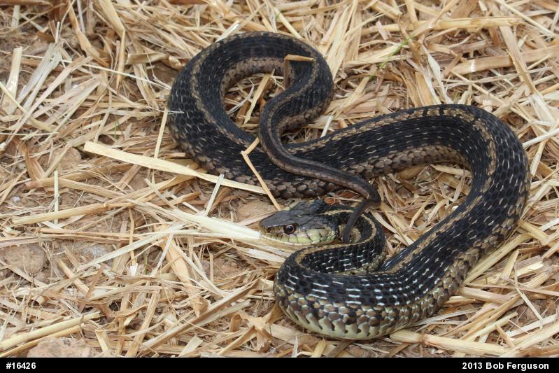 Eastern Gartersnake