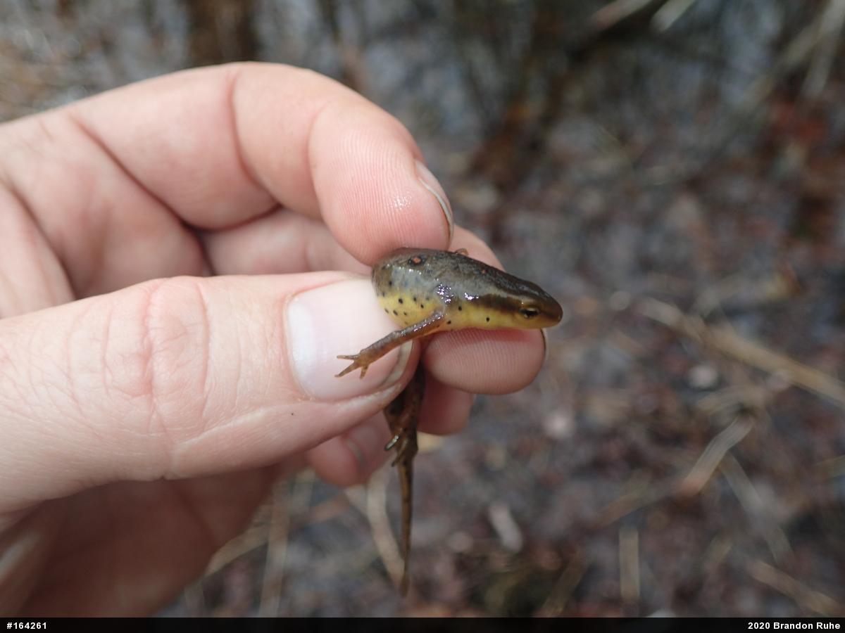 Red-spotted Newt