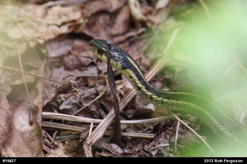 Eastern Gartersnake