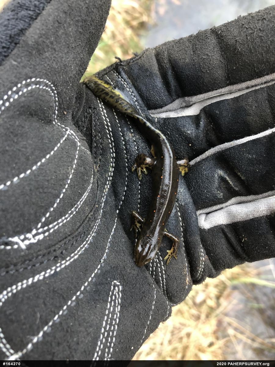 Red-spotted Newt