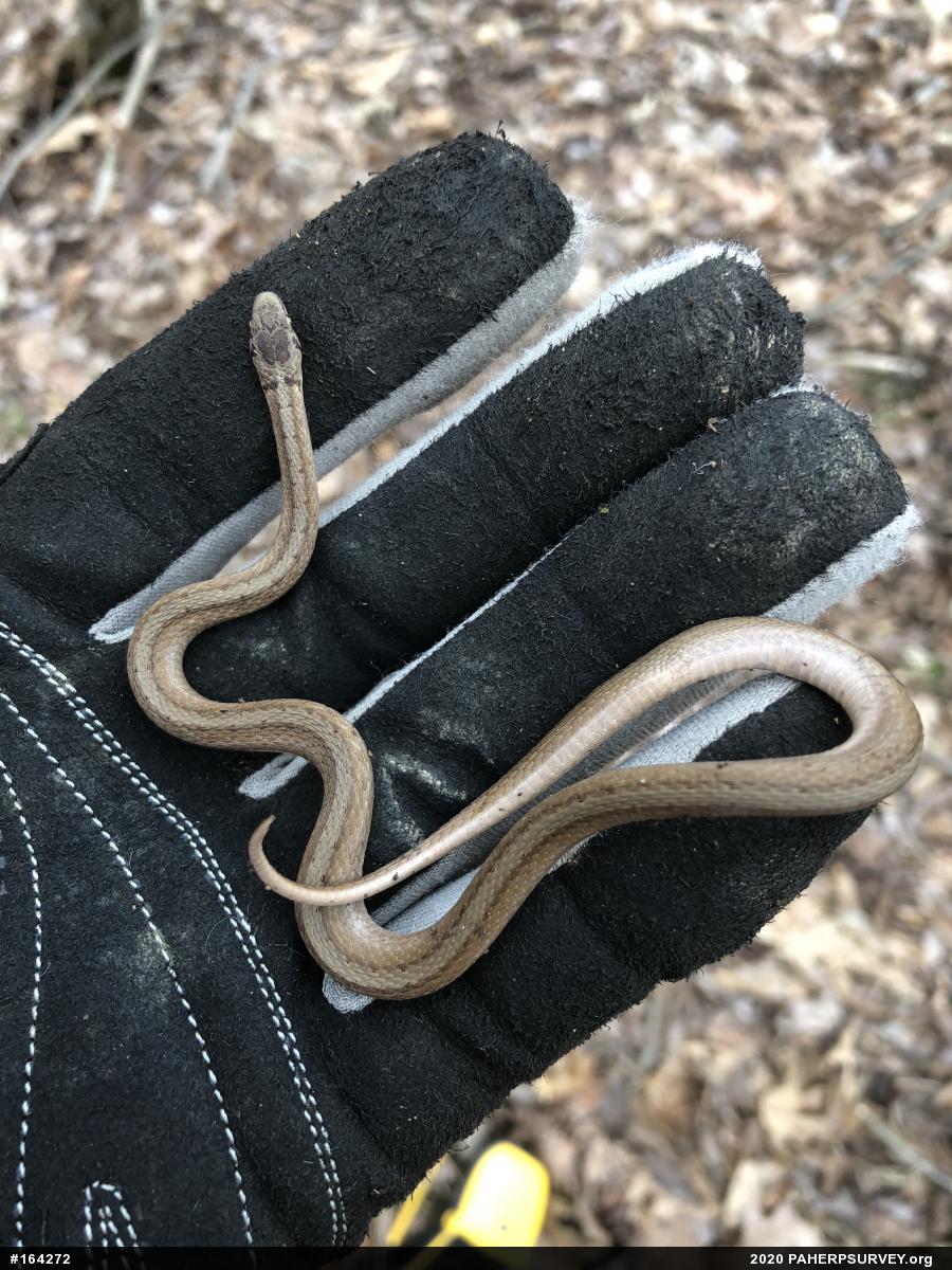 Dekay's Brownsnake