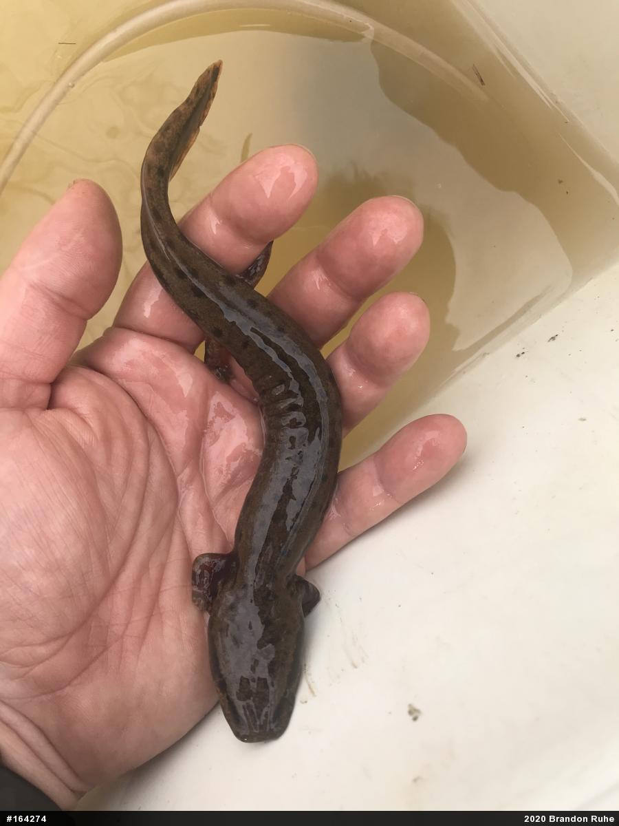 Common Mudpuppy