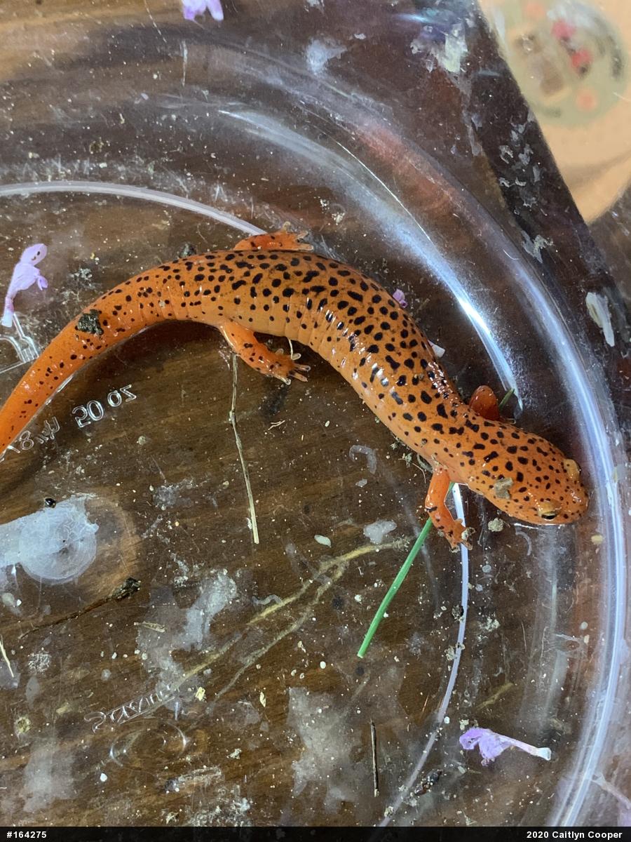 Northern Red Salamander