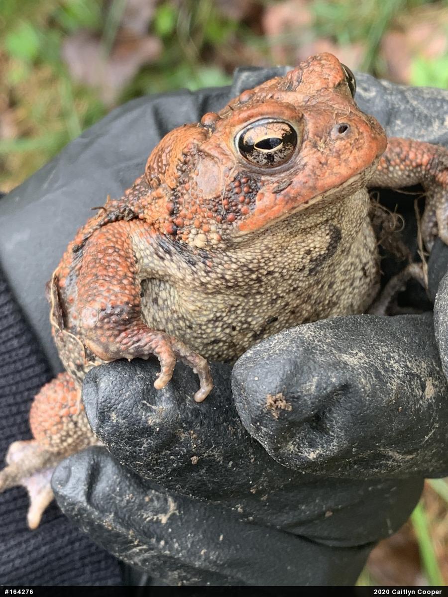 Eastern American Toad