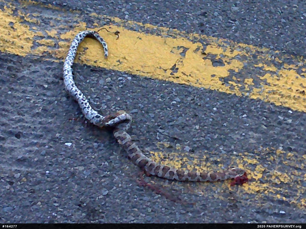Eastern Milksnake