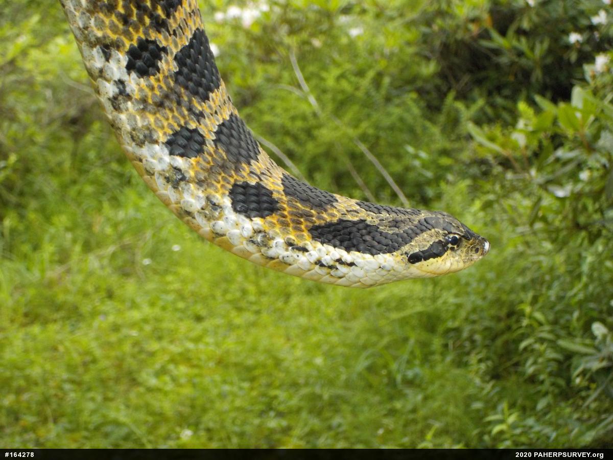 Eastern Hog-nosed Snake