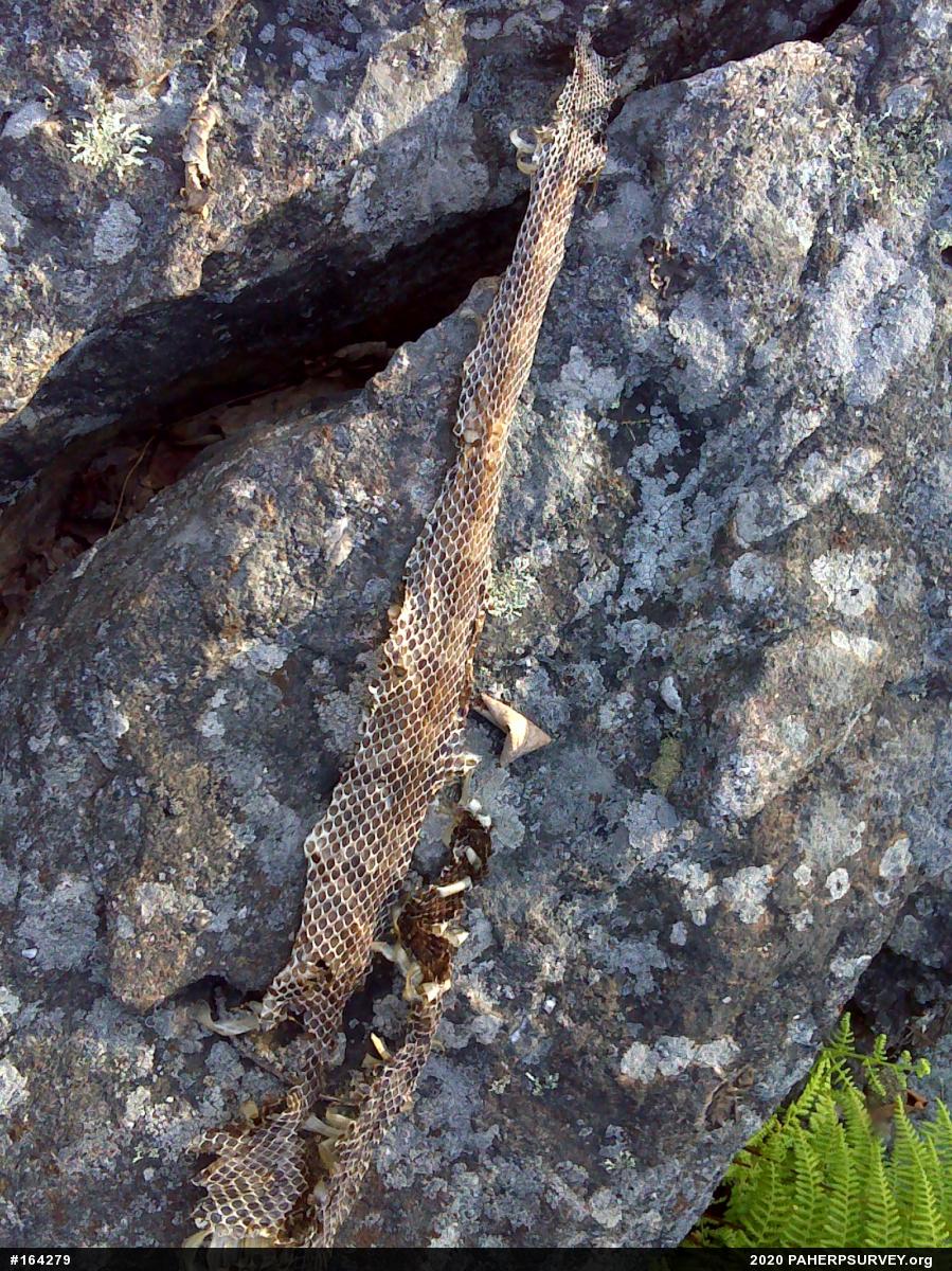 Timber Rattlesnake