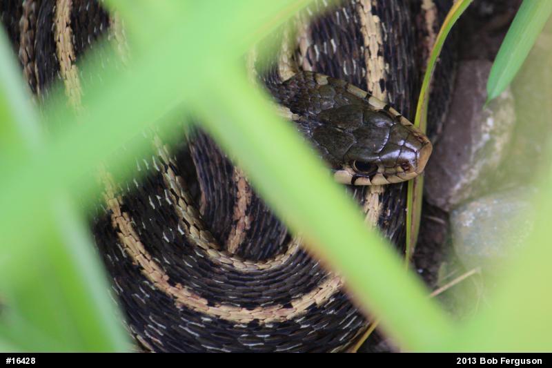 Eastern Gartersnake