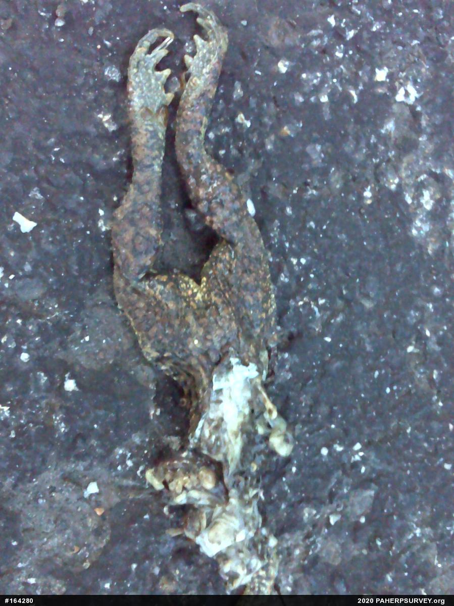Eastern American Toad