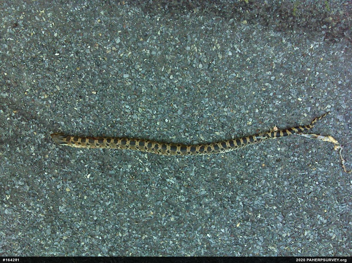 Eastern Hog-nosed Snake
