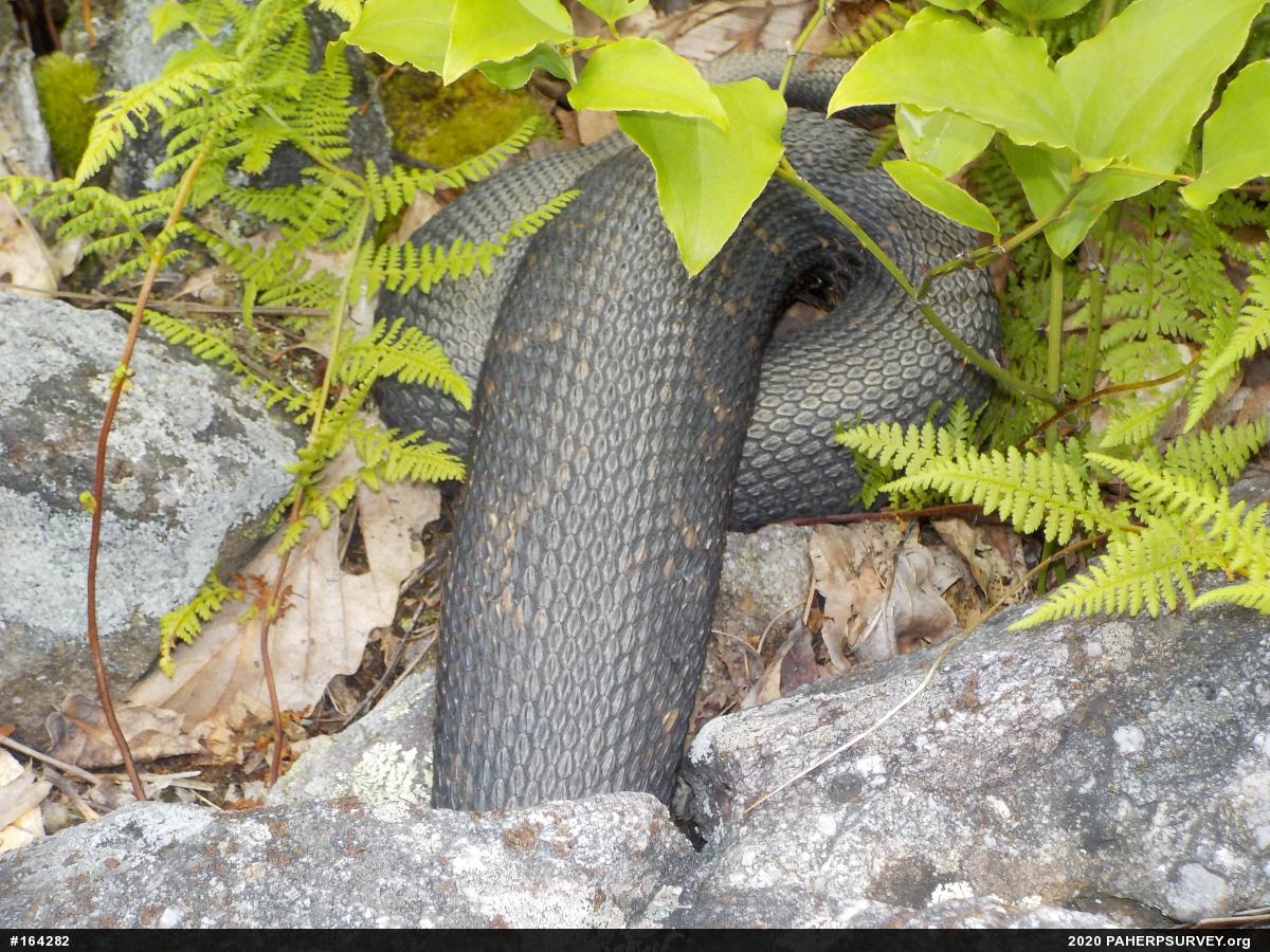 Timber Rattlesnake