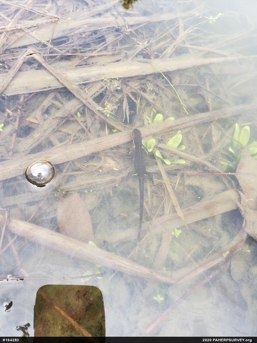 Red-spotted Newt