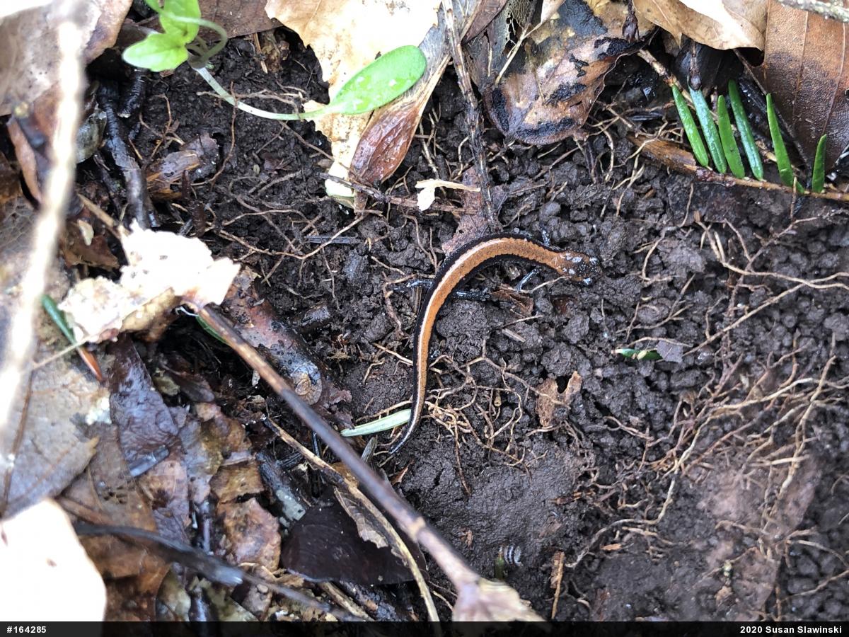 Eastern Red-backed  Salamander