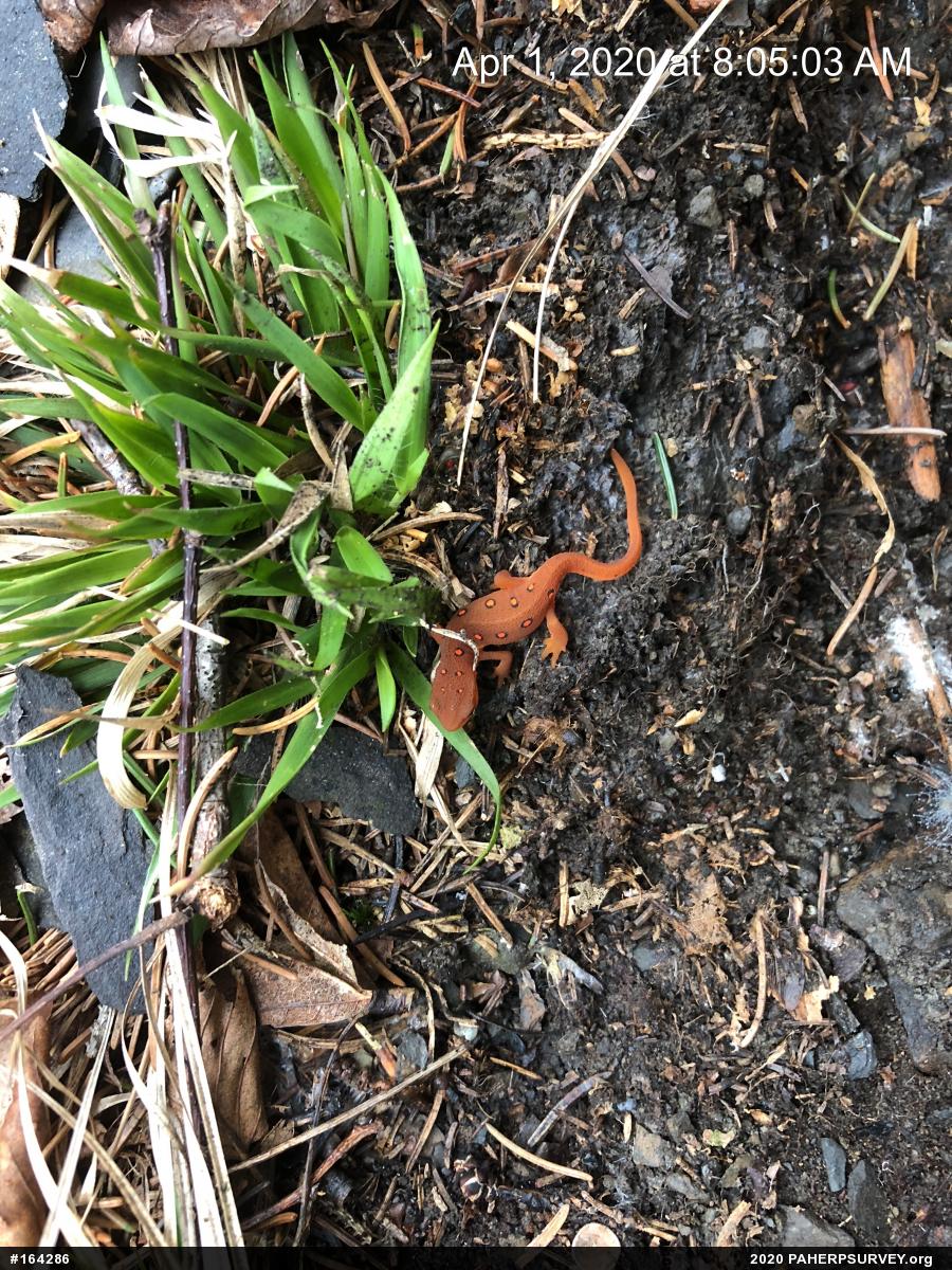 Red-spotted Newt