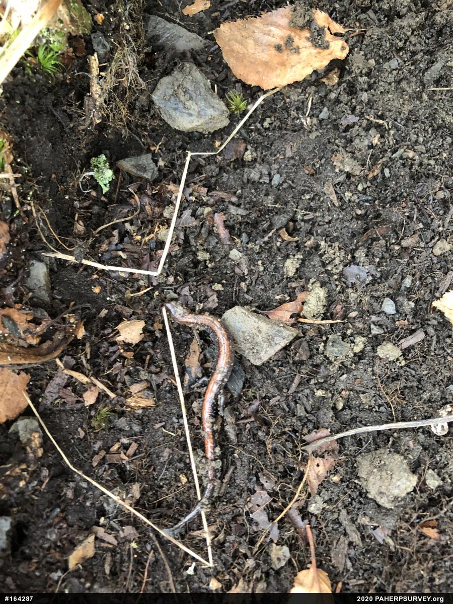 Eastern Red-backed  Salamander