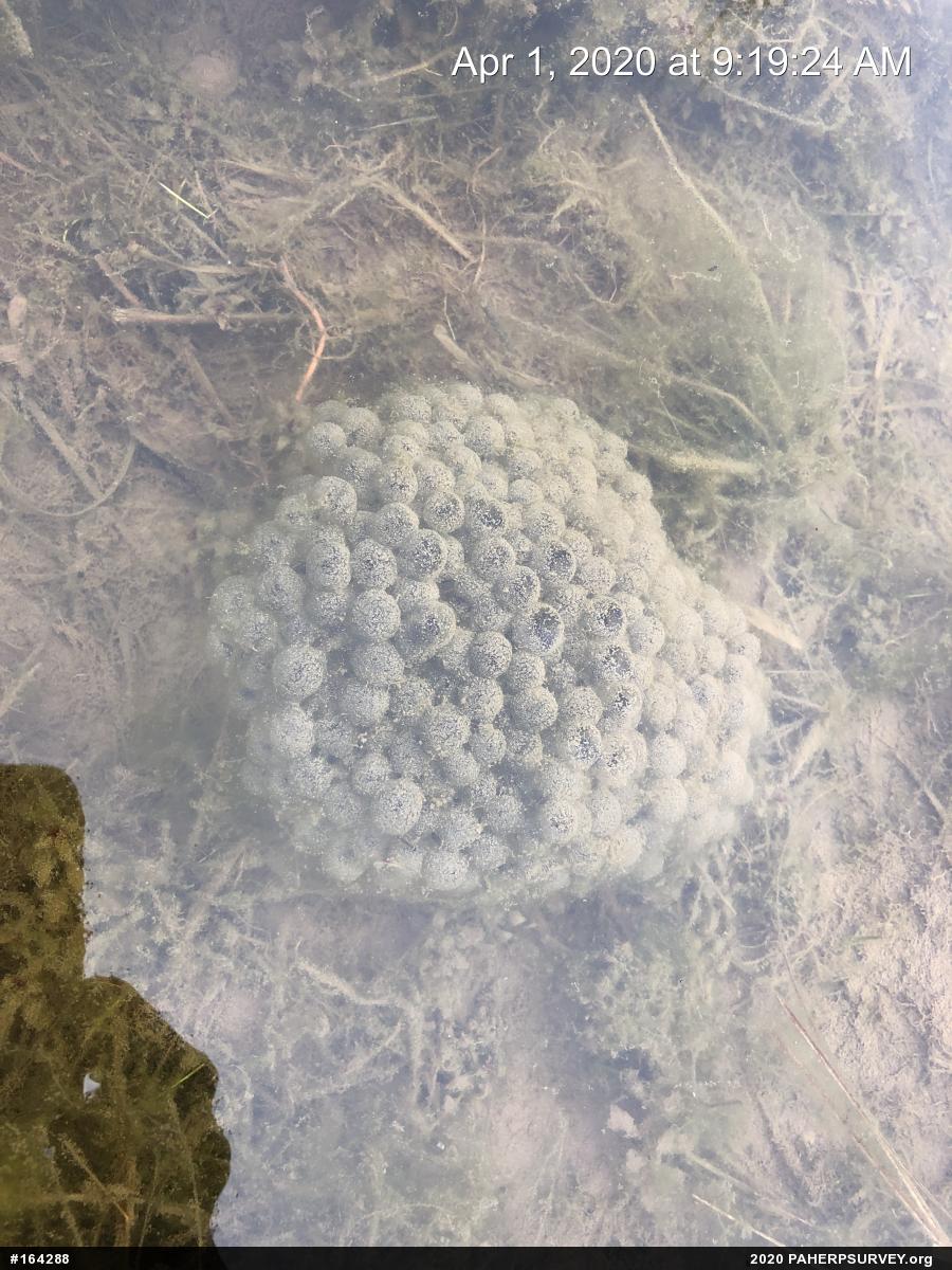 Wood Frog
