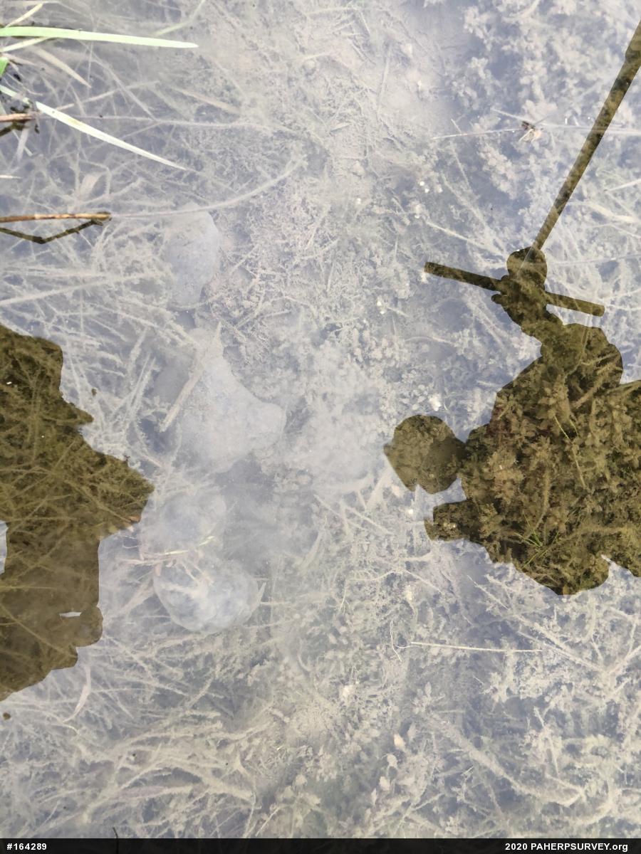 Spotted Salamander