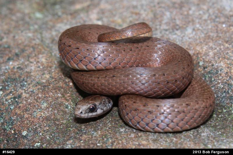 Mountain Earthsnake