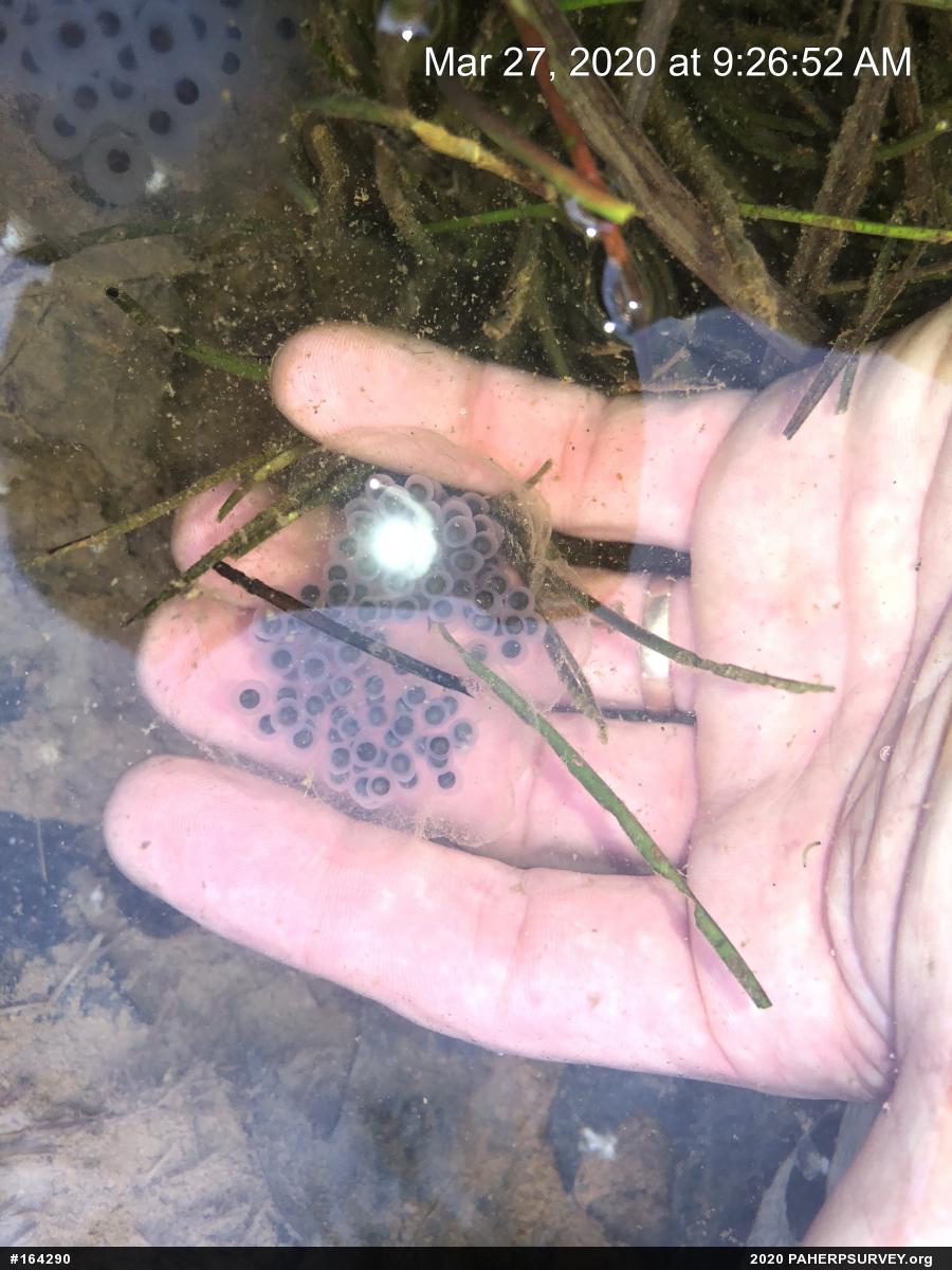 Jefferson Salamander