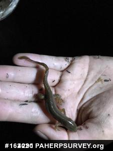 Red-spotted Newt
