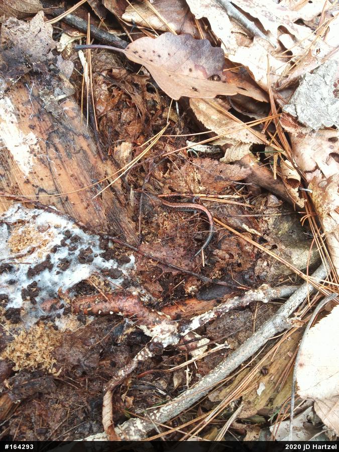 Eastern Red-backed  Salamander