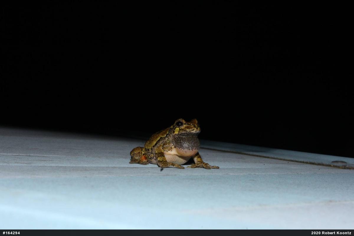 Unknown Gray Treefrog