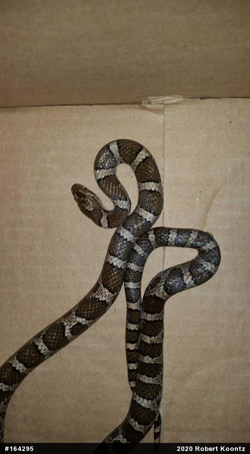 Eastern Milksnake