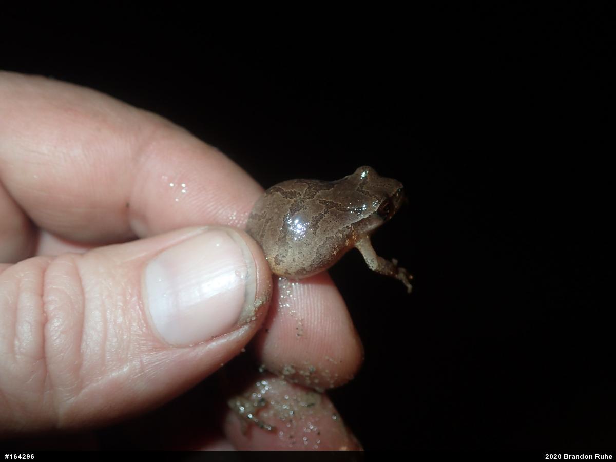 Spring Peeper