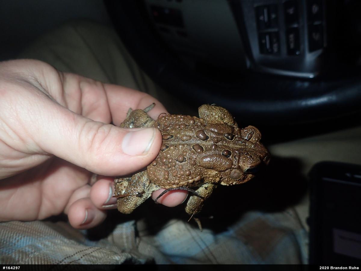 Eastern American Toad