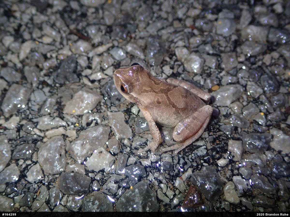Spring Peeper