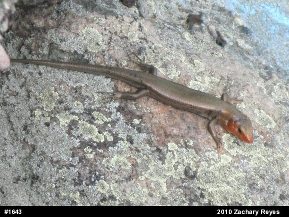 Common Five-lined Skink