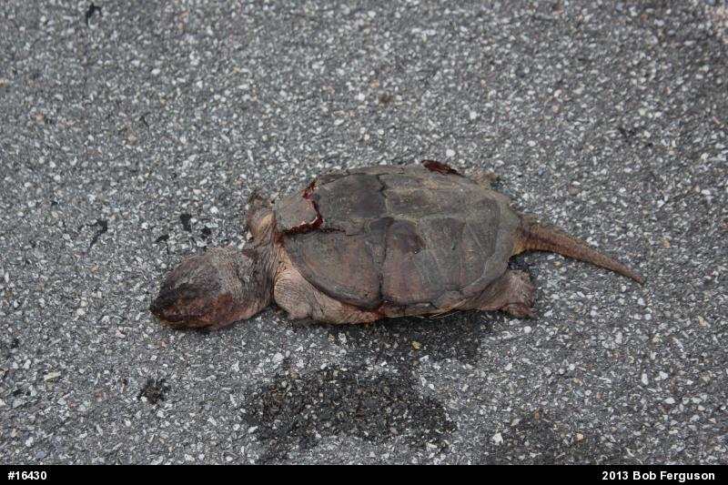 Snapping Turtle
