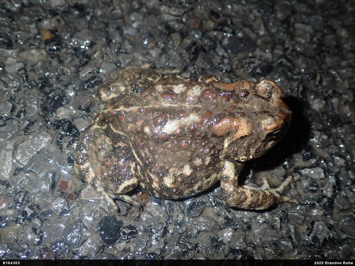 Eastern American Toad