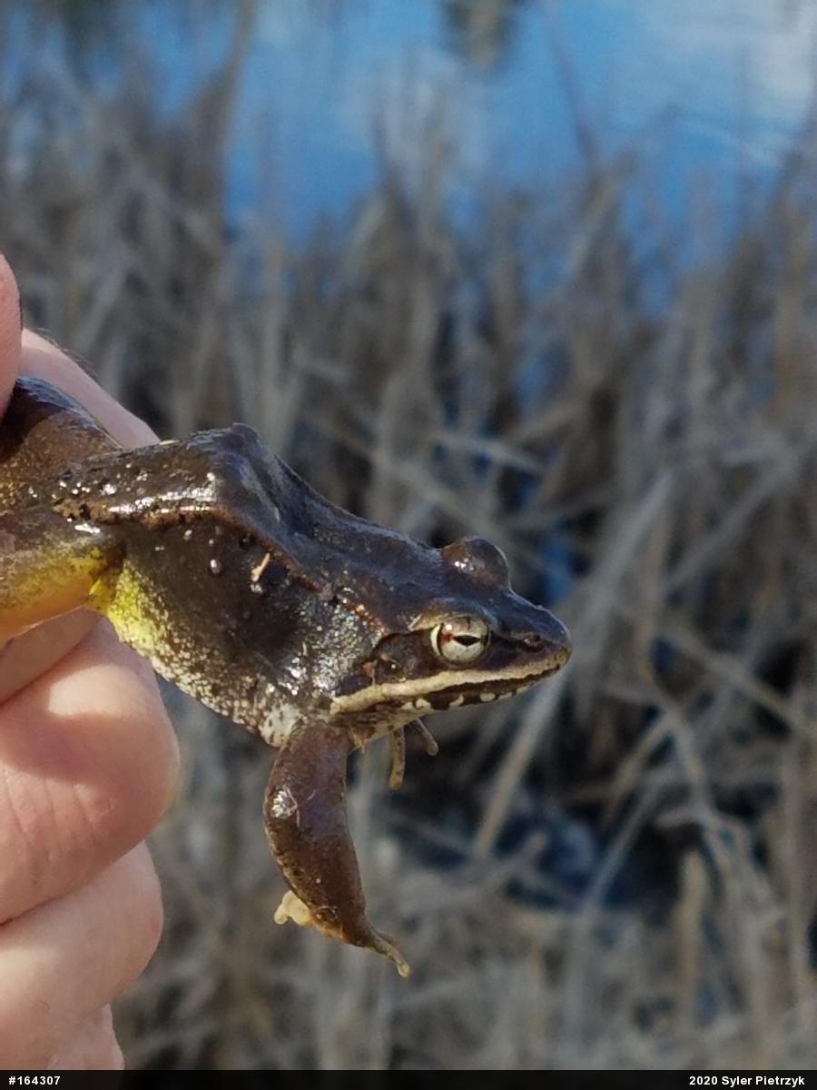 Wood Frog