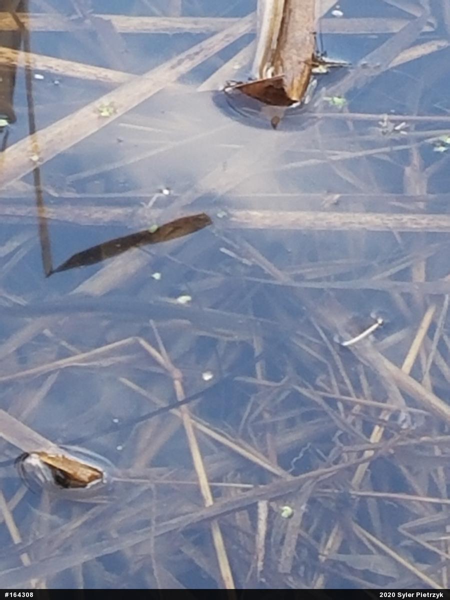 Red-spotted Newt